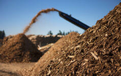 Forest biomass