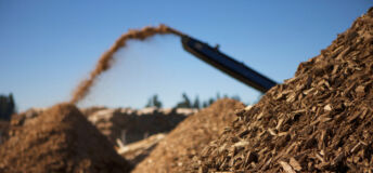 Forest biomass
