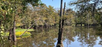 Qarlbo Biodiversity Louisiana 1000x600