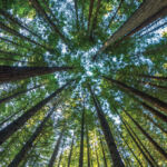 Gresham House: The growing opportunity in sustainable timber Trees wood forest