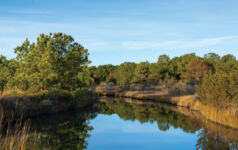 Lake shoreline