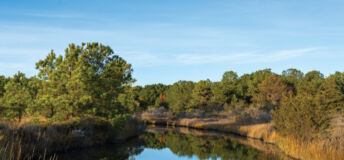 Lake shoreline