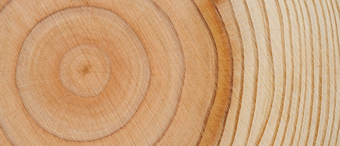 T9_0000_Tree-trunk-log_rings