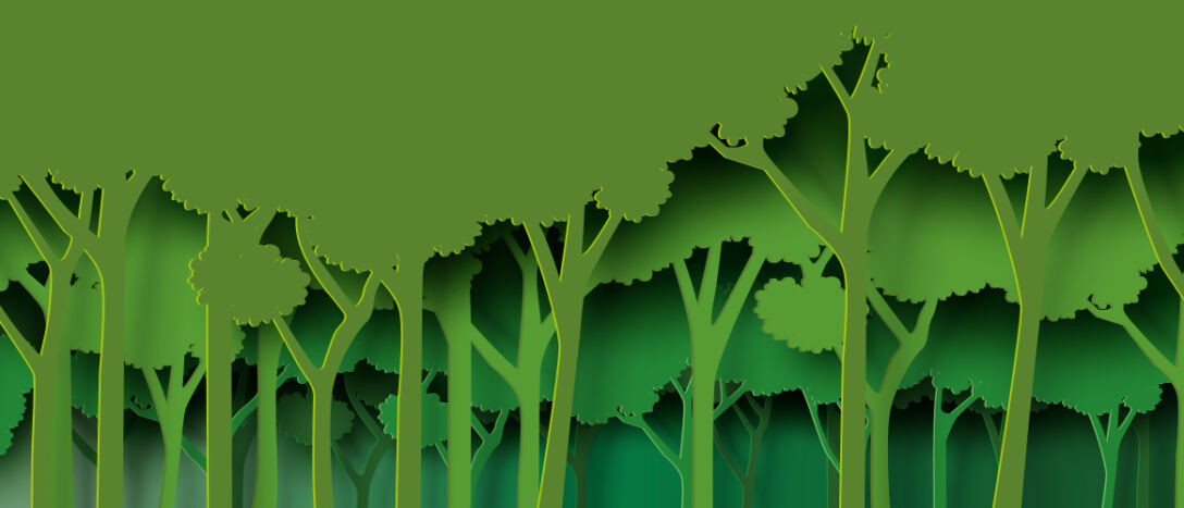 T9_0001_Green-forest