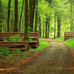 CapMan Natural Capital sells 24,000ha forestry asset to Inter Ikea