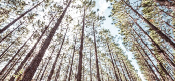 low angle view of a tall coniferous tree