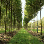 Foresight’s natural capital strategy delivers first exit Tree nursery