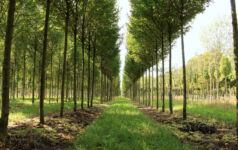 Tree nursery