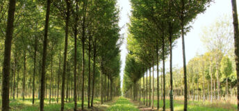 Tree nursery