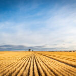 Mormon Church’s Australian activity sparks foreign investment debate Field of wheat having been harvest shows leading into the horizon