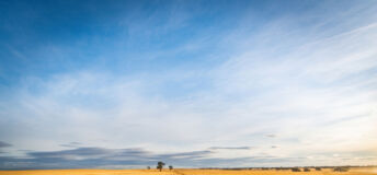 Field of wheat having been harvest shows leading into the horizon