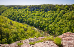 Alabama Forest