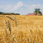 Last straws on field after harvest and tractor plowing, focus on ears of wheat farmland
