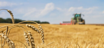 Last straws on field after harvest and tractor plowing, focus on ears of wheat farmland