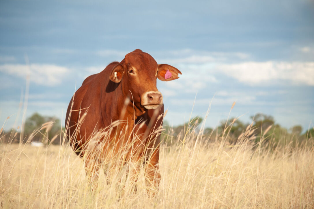 Grass-fed droughtmaster cow in Queensland