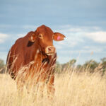 Tenacious, AgriZeroNZ and QIC back A$10m raise for cattle-breeding innovator Nbryo Grass-fed droughtmaster cow in Queensland