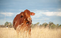 Tenacious, AgriZeroNZ and QIC back A$10m raise for cattle-breeding innovator Nbryo Grass-fed droughtmaster cow in Queensland