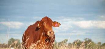 Grass-fed droughtmaster cow in Queensland