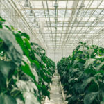 Centuria’s agricultural expansion slows in FY25 after rapid growth Green bell peppers with lush foliage grow in rows in a large, modern greenhouse with a hydroponic system for growing vegetables from the inside. The concept of growing organic vegetables, food in a greenhouse without the work of people, workers. High quality photo