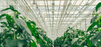 Green bell peppers with lush foliage grow in rows in a large, modern greenhouse with a hydroponic system for growing vegetables from the inside. The concept of growing organic vegetables, food in a greenhouse without the work of people, workers. High quality photo