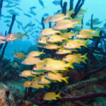 Field Notes: Octave and Katapult partner for $75m ocean fund; Australian farmland returns stay negative for seventh straight quarter