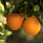 Field Notes: Alaska RMB reduces farmland, timberland allocations; Nuveen launches $3bn farmland REIT