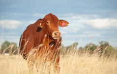 Virtual fencing start-up nets $220m Series E with eye to US listing