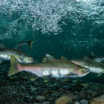 Field Notes: Inside EIP’s endangered species habitat play; L Catterton hits $200m first close on India Fund