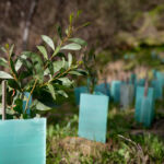 Cibus Capital launches A$300m Australian carbon fund Revegetation using eucalyptus trees in Australia