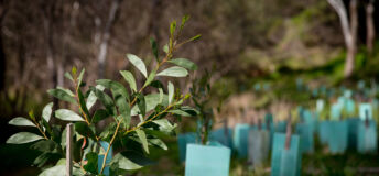 Revegetation using eucalyptus trees in Australia
