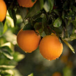 Alaska RMB reduces farmland and timberland allocations Orange tree