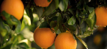 Orange tree