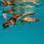 The guarantee gap behind debt-for-nature’s slowdown Green turtle in Barbados