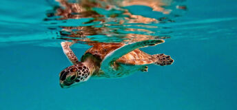 Green turtle in Barbados