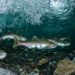 Inside EIP’s California endangered species habitat play Salmon