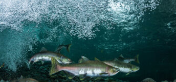 Salmon