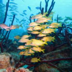 Octave Capital and Katapult Ocean partner for $75m ocean fund Marine biodiversity