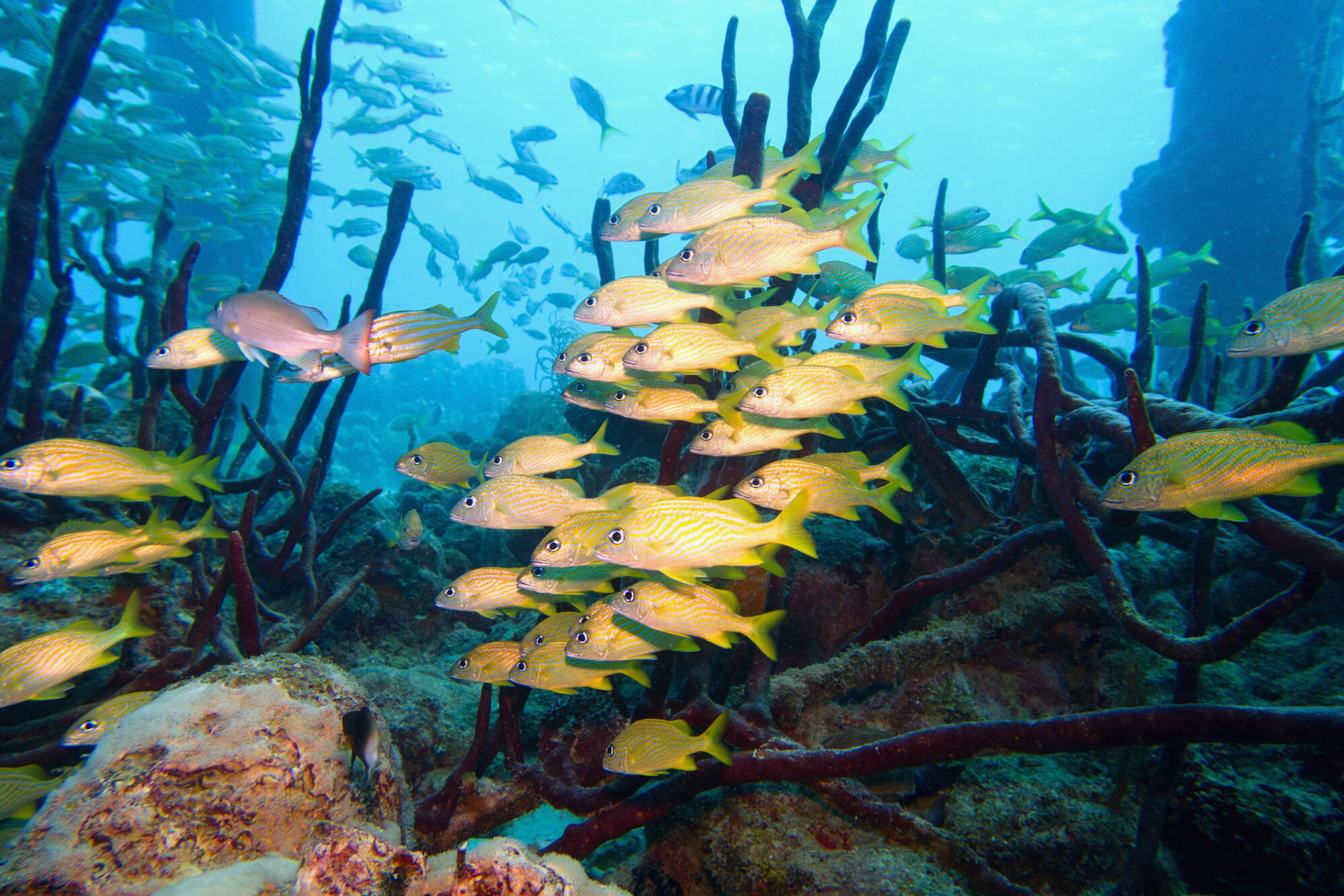 Octave Capital and Katapult Ocean partner for $75m ocean fund