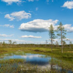 IFC weighs up $25m commitment to AXA IM natural capital fund Wetland