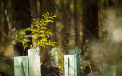 Bush Regeneration