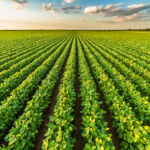 Public and private farmland strategies converge