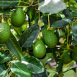 Field Notes: Astarte, Toesca hold $100m first close on regenerative ag fund; Burnt Island closes $50m Fund II