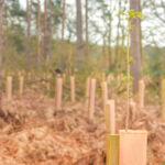 Field Notes: Alder Point Real Asset fund raises $50m; MEAG and Homestead make senior appointments