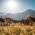 Cattle on a US ranch
