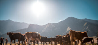 Cattle on a US ranch