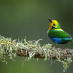 EcoEnterprises reaches $100m first close for fourth LatAm-impact fund Multicolored Tanager
