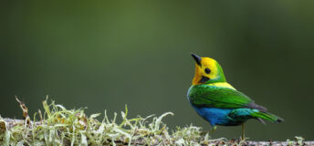 Multicolored Tanager