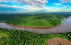 Paraguay forest