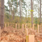 Alder Point Capital raises $50m for $200m Real Assets Fund Reforestation project