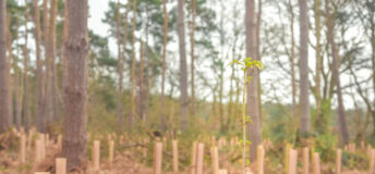 Reforestation project